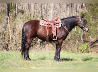 Fries paard, Ruin, 11 Jaar, 152 cm, Roodbruin