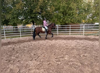 Fries paard Mix, Ruin, 11 Jaar, 155 cm, Bruin