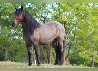 Friesen Mix, Wallach, 11 Jahre, 160 cm, Roan-Blue