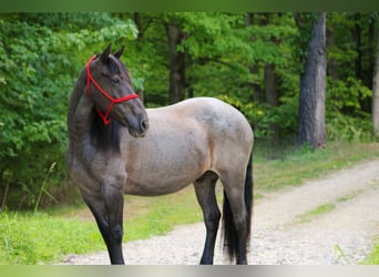 Friesen Mix, Wallach, 11 Jahre, 160 cm, Roan-Blue