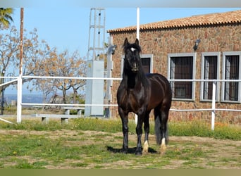 Fries paard Mix, Ruin, 11 Jaar, 161 cm, Zwart