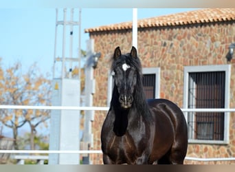 Fries paard Mix, Ruin, 11 Jaar, 161 cm, Zwart