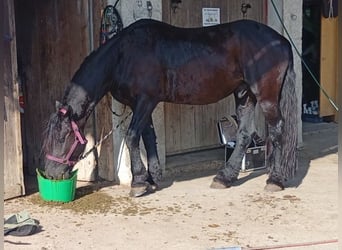 Fries paard, Ruin, 11 Jaar, 162 cm, Zwart