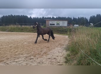 Fries paard, Ruin, 11 Jaar, 162 cm, Zwart