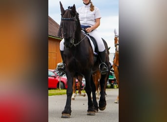 Fries paard, Ruin, 11 Jaar, 162 cm, Zwart