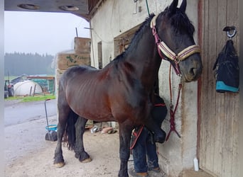 Fries paard, Ruin, 11 Jaar, 162 cm, Zwart