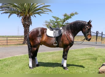 Fries paard, Ruin, 11 Jaar, 163 cm, Roodbruin