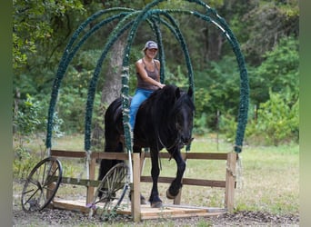 Fries paard, Ruin, 11 Jaar, 163 cm, Zwart