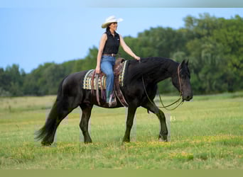 Fries paard, Ruin, 11 Jaar, 163 cm, Zwart