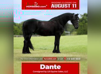 Fries paard, Ruin, 11 Jaar, 163 cm, Zwart