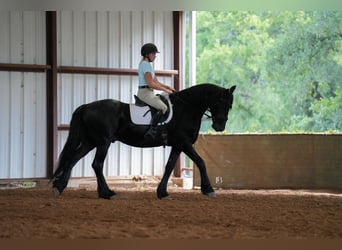 Fries paard, Ruin, 11 Jaar, 163 cm, Zwart