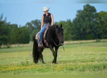 Fries paard, Ruin, 11 Jaar, 163 cm, Zwart