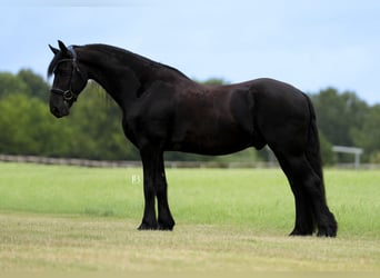 Fries paard, Ruin, 11 Jaar, 163 cm, Zwart