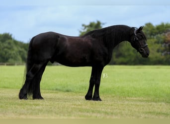 Fries paard, Ruin, 11 Jaar, 163 cm, Zwart