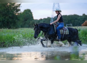 Fries paard, Ruin, 11 Jaar, 163 cm, Zwart