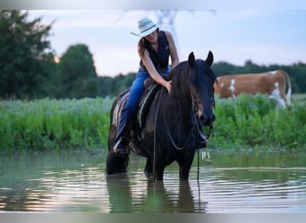 Fries paard, Ruin, 11 Jaar, 163 cm, Zwart