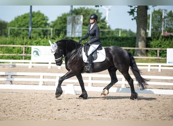 Fries paard, Ruin, 11 Jaar, 169 cm, Zwart