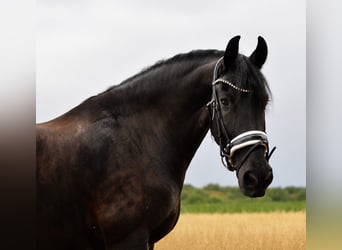 Fries paard, Ruin, 11 Jaar, 169 cm, Zwart