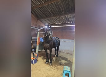 Fries paard, Ruin, 11 Jaar, 169 cm, Zwart