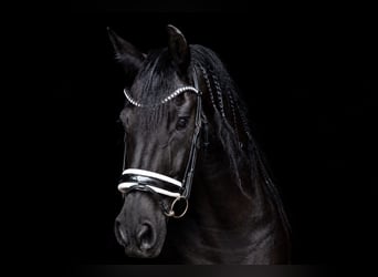 Fries paard, Ruin, 11 Jaar, 169 cm, Zwart