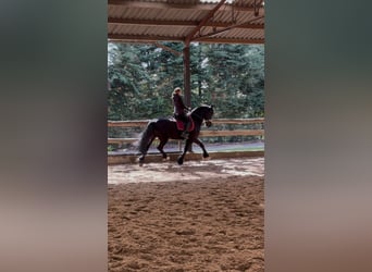 Fries paard, Ruin, 11 Jaar, 169 cm, Zwart