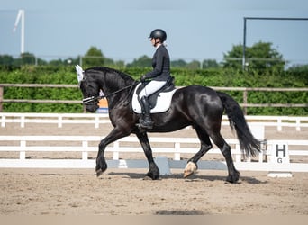 Fries paard, Ruin, 11 Jaar, 169 cm, Zwart