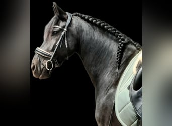 Fries paard, Ruin, 11 Jaar, 169 cm, Zwart