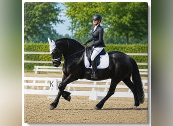 Fries paard, Ruin, 11 Jaar, 169 cm, Zwart