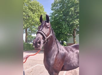 Fries paard, Ruin, 11 Jaar, 169 cm, Zwart