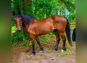 Fries paard, Ruin, 11 Jaar, Roodbruin