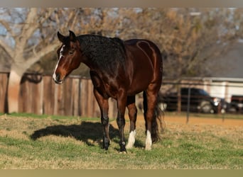 Fries paard Mix, Ruin, 12 Jaar, 147 cm, Roodbruin