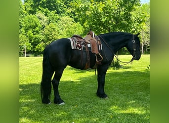 Fries paard, Ruin, 12 Jaar, 160 cm, Zwart