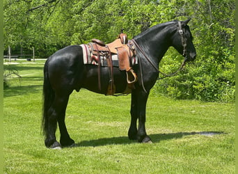 Fries paard, Ruin, 12 Jaar, 160 cm, Zwart