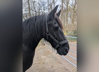 Fries paard, Ruin, 12 Jaar, 160 cm, Zwart