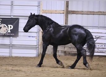 Fries paard, Ruin, 12 Jaar, 160 cm, Zwart