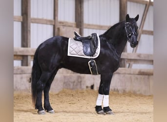 Fries paard, Ruin, 12 Jaar, 160 cm, Zwart