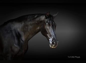 Fries paard, Ruin, 12 Jaar, 160 cm, Zwart