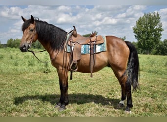 Fries paard Mix, Ruin, 12 Jaar, 163 cm, Roodbruin