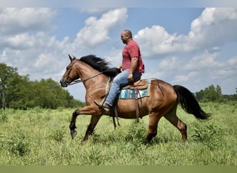 Fries paard Mix, Ruin, 12 Jaar, 163 cm, Roodbruin