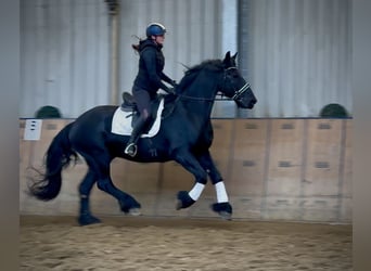 Fries paard, Ruin, 12 Jaar, 165 cm, Zwart