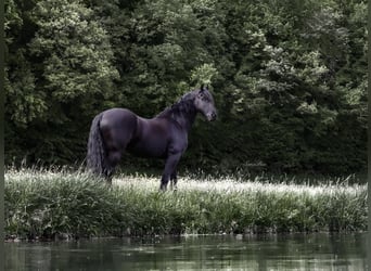 Fries paard, Ruin, 12 Jaar, 165 cm, Zwart