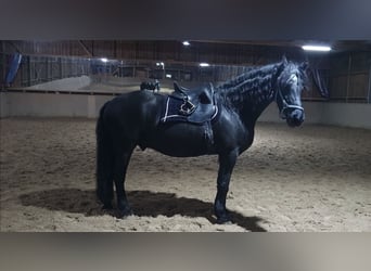 Fries paard, Ruin, 12 Jaar, 172 cm, Zwart