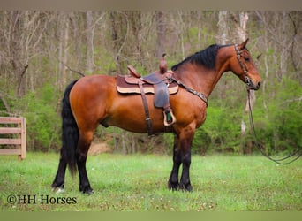 Fries paard, Ruin, 12 Jaar, Roodbruin