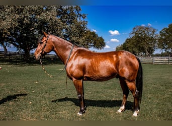 Fries paard Mix, Ruin, 13 Jaar, 160 cm, Roan-Bay