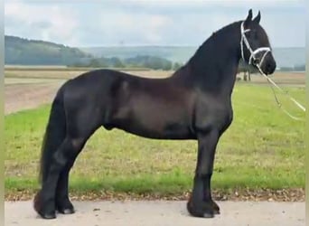 Fries paard, Ruin, 13 Jaar, 160 cm, Zwart