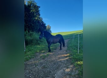 Fries paard Mix, Ruin, 13 Jaar, 160 cm, Zwart