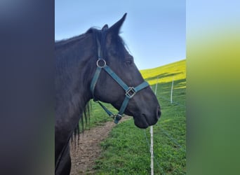 Fries paard Mix, Ruin, 13 Jaar, 160 cm, Zwart