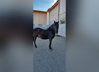 Fries paard Mix, Ruin, 13 Jaar, 160 cm, Zwart