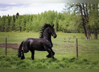 Fries paard, Ruin, 13 Jaar, 163 cm, Zwart