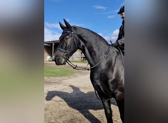 Fries paard, Ruin, 13 Jaar, 167 cm, Zwart